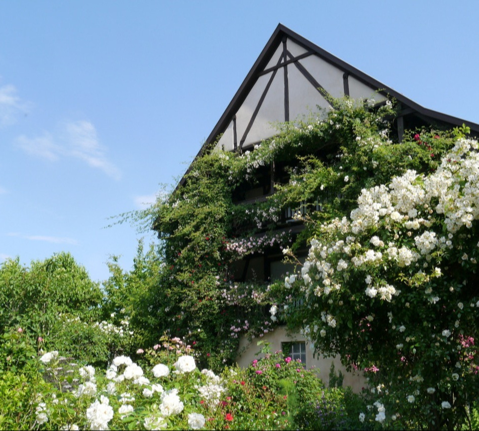 Riedgarten Bindernheim